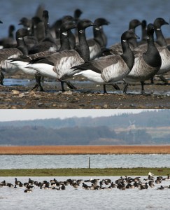 CB_ClimateChange5_BirdLateMigratoryArrival_Photo