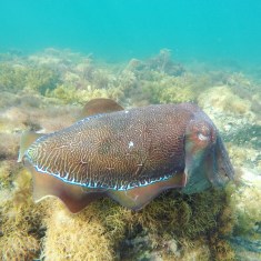 DCIM100GOPROG0010433.