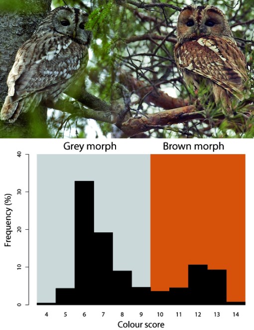 CB_Quercus35_Owl microevolution_Figure1
