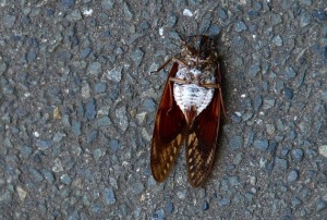 dead cicada