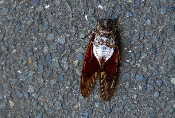 dead cicada