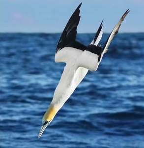 Gannet Shallow Diving 03