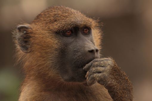 Guinea baboon Papio papio, Abuko, Gambia small