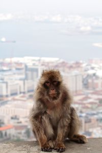 Urban monkey living (Macaque, Gibraltar) small