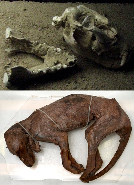 devil-thylacine-extinct