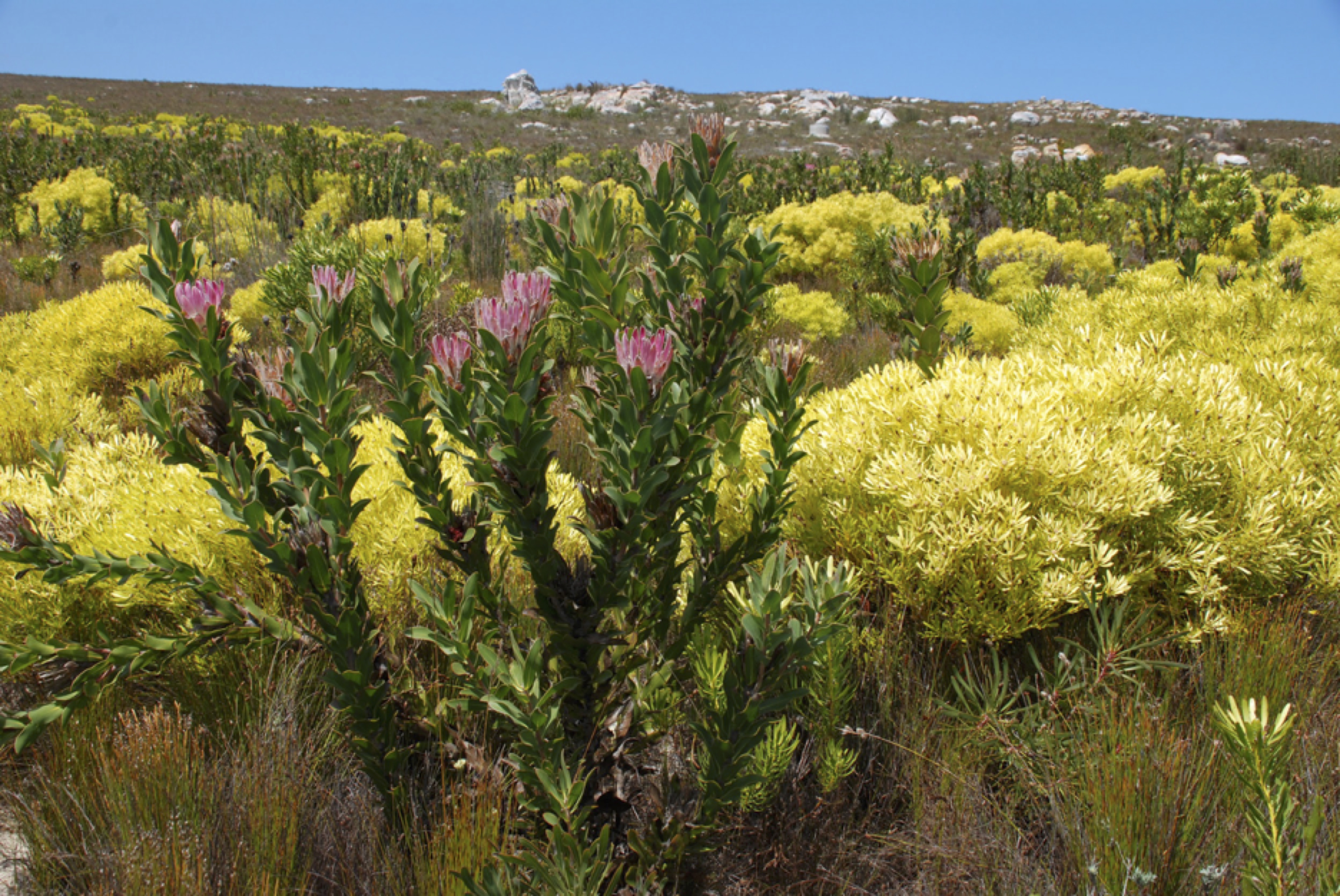 fynbos