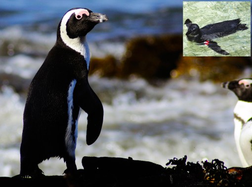 CB_JackassPenguinsEcologicalTrapPhoto