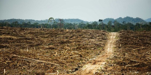 oil palm destruction