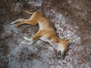 dead dingo