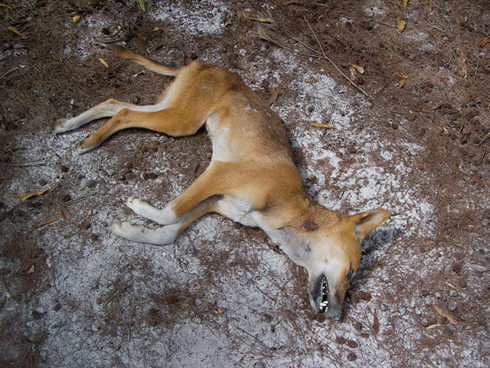 dead dingo
