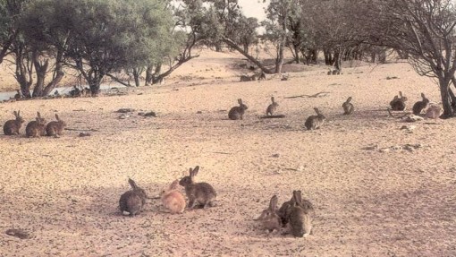 Rabbits-Western-NSW