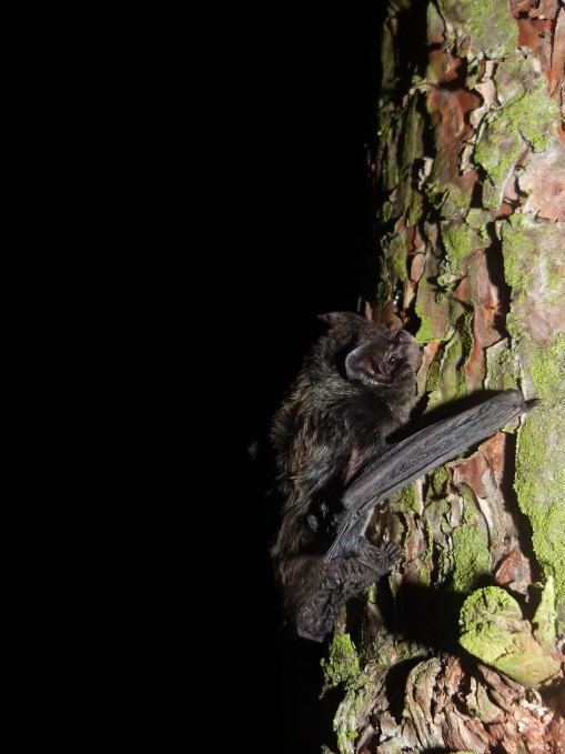 Barbastelle bat: photo credit Claire Wordley