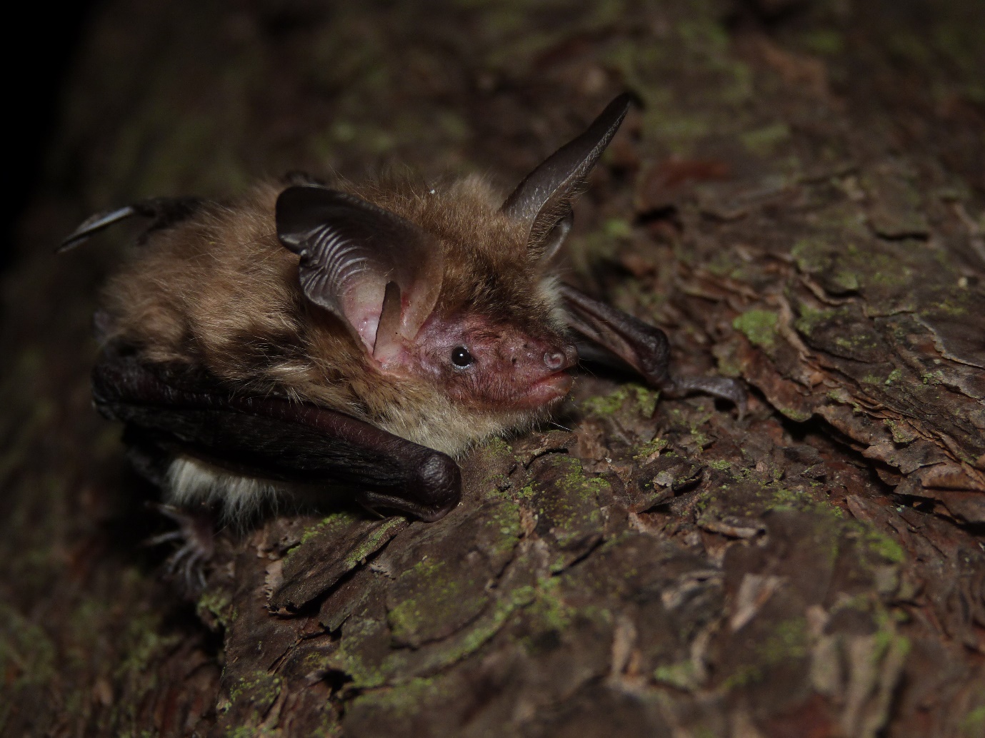Bechstein’s bat – photo credit Claire Wordley