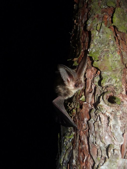 Brown long-eared bat – photo credit Claire Wordley