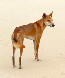dingo