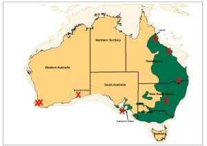present koala distribution