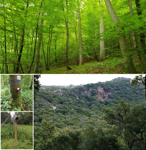 55_ForestBufferingPhotoMainText1bis