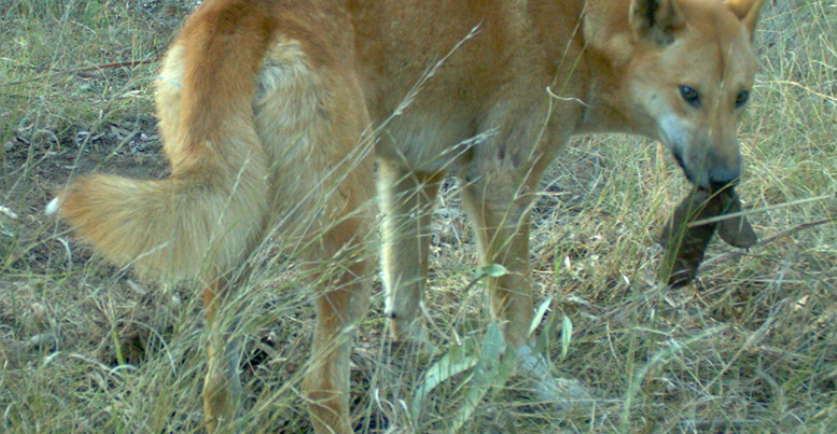 dingo with bait