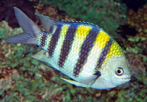 A-281-1 Abudefduf vaigiensis