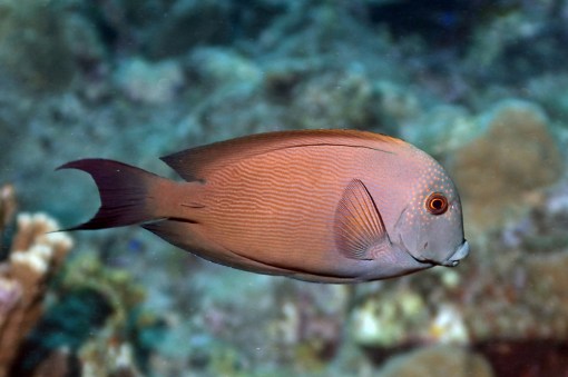 Ctenochaetus striatus