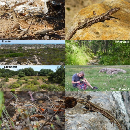 cb_BAAE_WaterLizardsPhotos