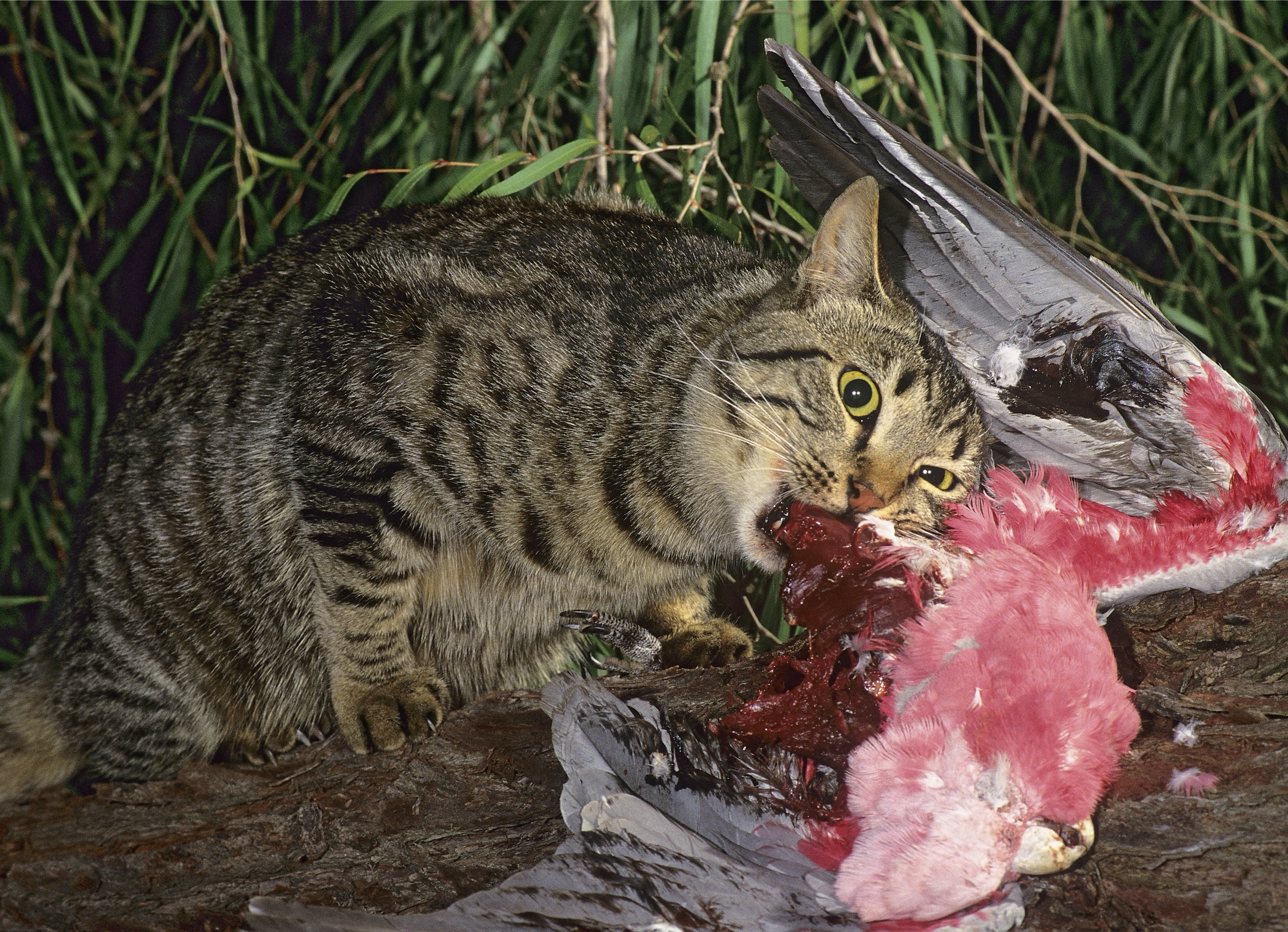 Killing feral Cats Quickly and Efficiently ConservationBytes Killing feral Cats Quickly and Efficiently ConservationBytes
