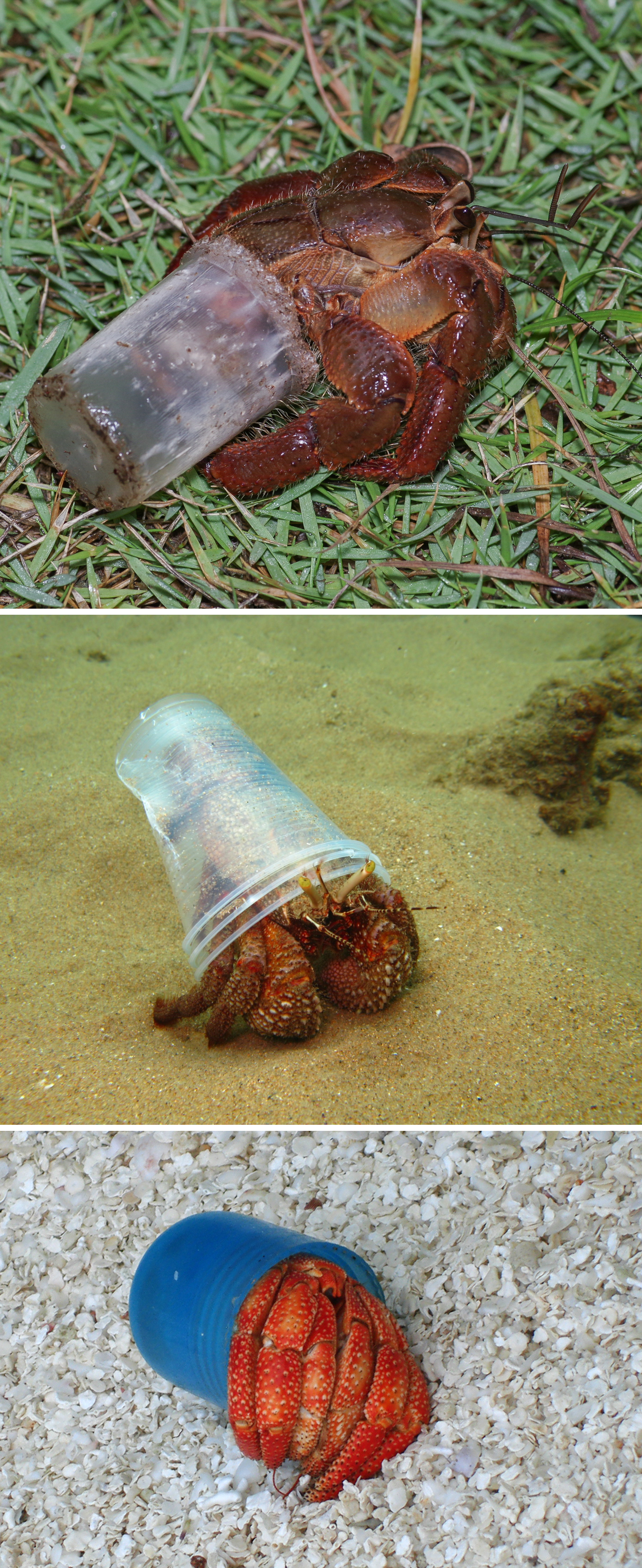 iEcology identifies extent of synthetic polymer habitats ...