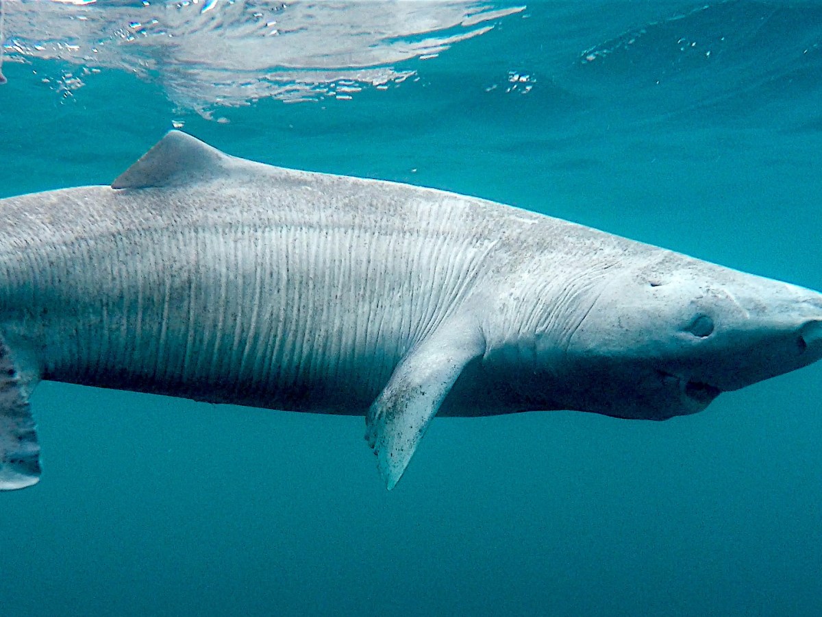 A long life can be a&nbsp;disadvantage