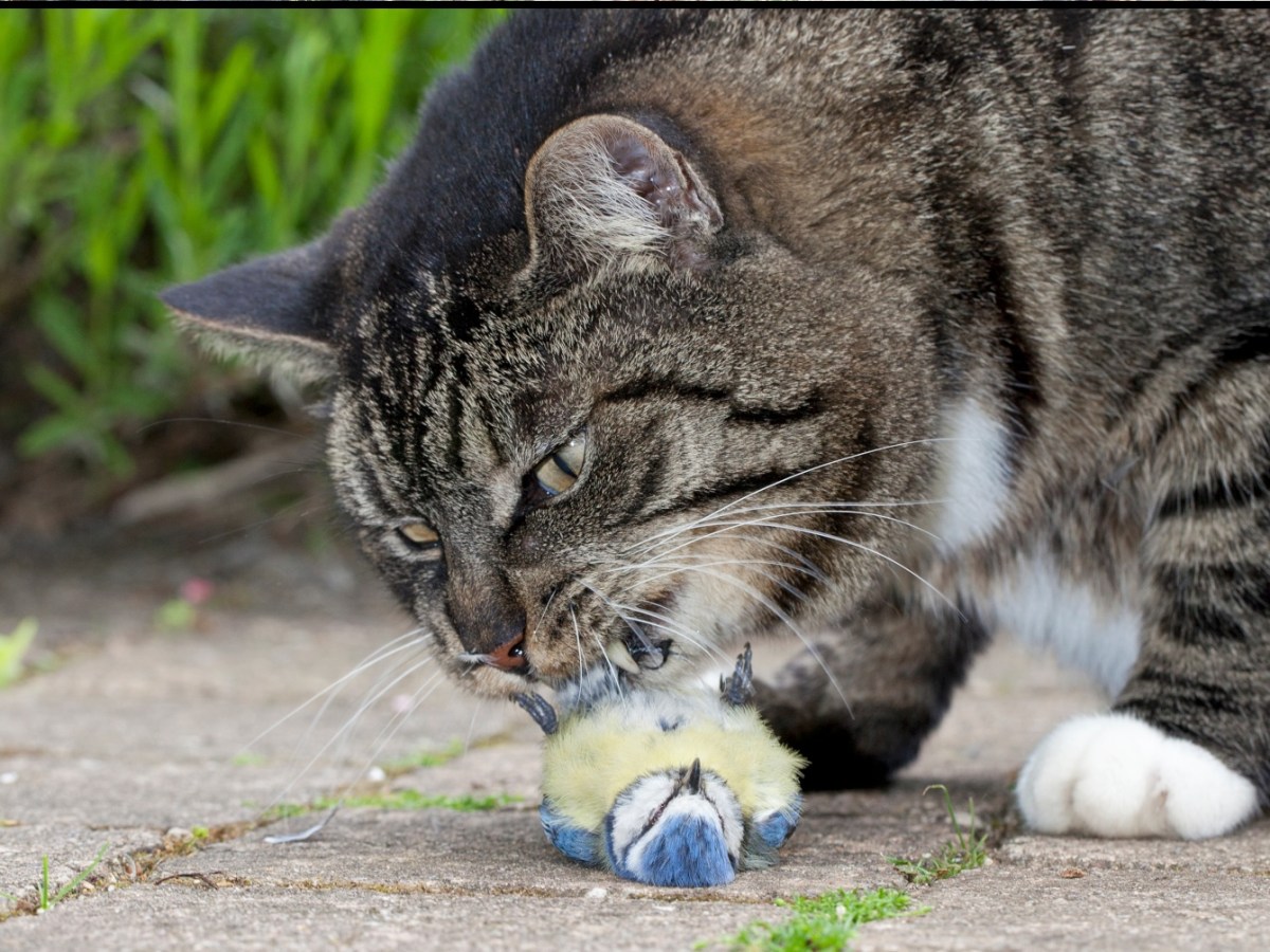 Our pets are&nbsp;predators