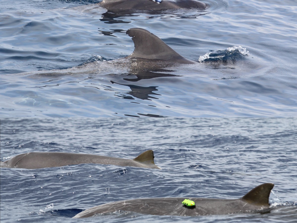 When noise signals&nbsp;danger