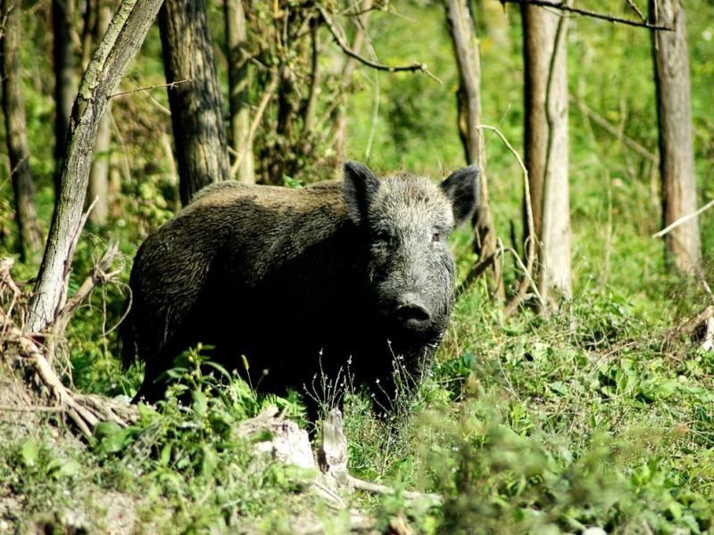 World’s largest successful island-wide eradication of invasive&nbsp;pigs